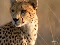 Cheetah catches prey