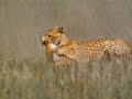 Cheetah catches prey