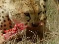 Cheetah catches prey