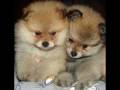 RAZAS DE PERROS: Pomerania