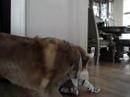 Daddy, I want a dog!