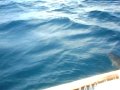 Ril57 Baia dos Golfinhos em Fernando de Noronha