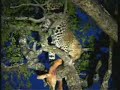 20Aug08 WildEarth p.m.Drive Video#1 Karula with kill