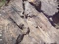 Iseehaters Dose Petroglyphs