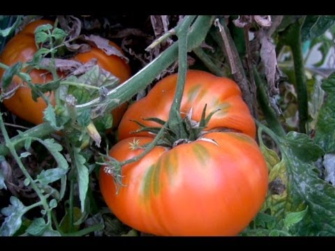 how to fertilize upside down tomatoes