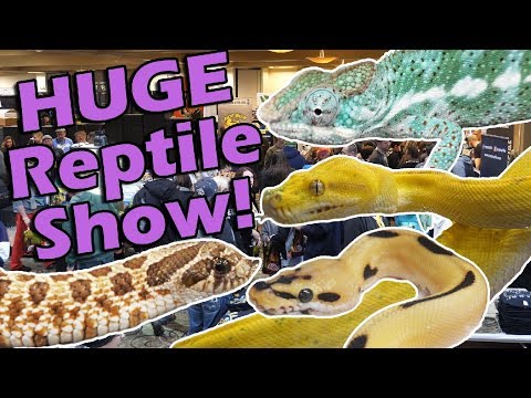 YouTube reptile video