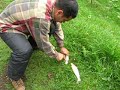 Fish and Fire Ants