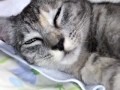 Click here to watch this video アメコちゃん