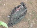 A Waldrapp ibis