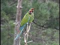 Military Macaw in Chihuahua Mexico