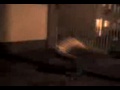 robertson (diffrent stuff!!)david robertson/ tune ice cube why we thugz