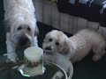 Casey and Sadie Wheaten Terriers