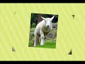 Psalm 23 - Pan jest moim pasterzem, Jezus ci? kocha!