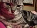 べろ、出てるよ～猫(=^・^=)　The cat which forgets to put a tongue away