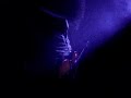 The NOBS - Solo Violin Bow (Dazed and Cofused)