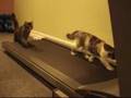 Treadmill-Kittys-do-