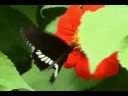 Borboleta Borboleta
