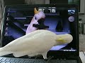 catch the mouse pointer cockatoo catch the mouse pointer cockatoo