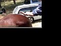 Horse chiropractic treatment by equine chiropractor