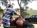 Horse chiropractic treatment by equine chiropractor