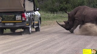 Angry Rhino Bull Charge Cars In Kruger National Pa