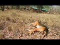 A rabies outbreak in Ithumba elephant reserve could spell disaster - BBC wildlife