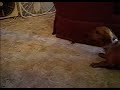 Dachshund With Issues