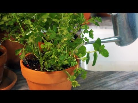 how to grow thyme indoors