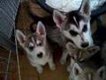 husky pups at 7 weeks, being noisy!