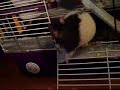 Me playing with my rat =D Me playing with my rat =D