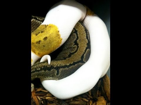how to properly breed a ball python