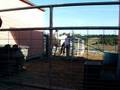 Charm's First Ride, Icelandic Horse