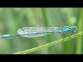 Dragonflies of East Kent