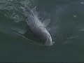 Striped Bass Fishing with Live Herring