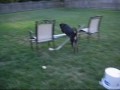 Dogs Jumping  in the Summer :]