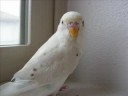 my birds