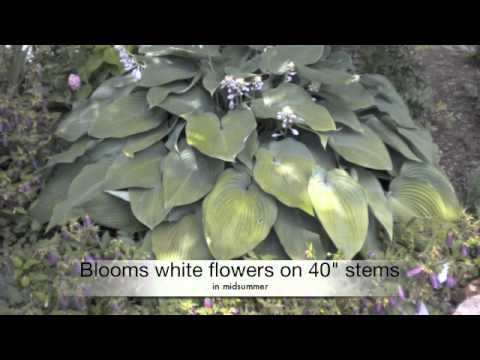 how to fertilize hostas