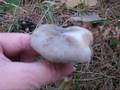 videos de Clitocibe Nebularis