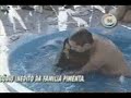 Banheira do Gugu - Solange Gomes
