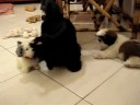 Tiana e Arthur fazendo amizade com o...