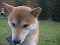 Shiba Inu Shiba Inu