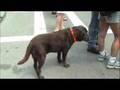 Chocolate Lab Adult and Golden Retriever Adult Male Enjoying