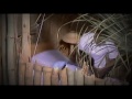 ماكينج حبيبي ناديني - آمر making - Aamer habibi