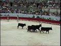 Camargue 10 : Abrivado et jeux taurins à Arles