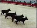 Camargue 10 : Abrivado et jeux taurins à Arles