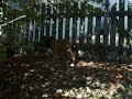 Lucy playing in the backyard