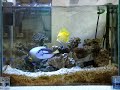 Meu aquario marinho 