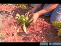 How To Fertilize A Black Eyed Susan How To Fertilize A Black Eyed Susan