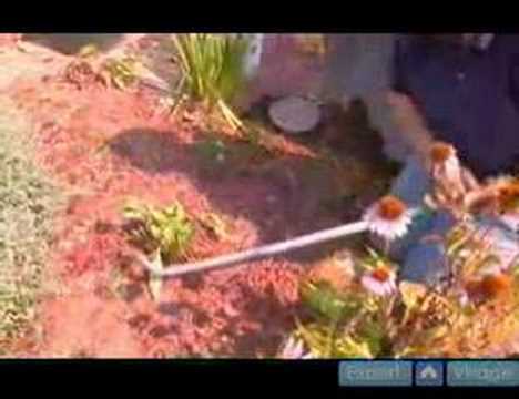 how to fertilize black eyed susans