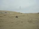arenales